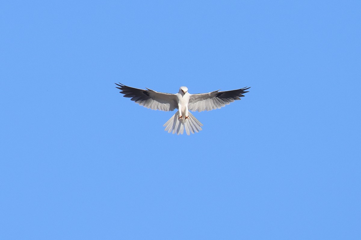 White-tailed Kite - ML620748035