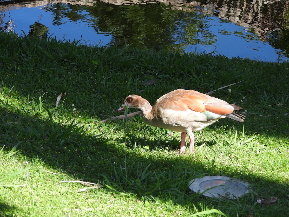 Egyptian Goose - ML620748038