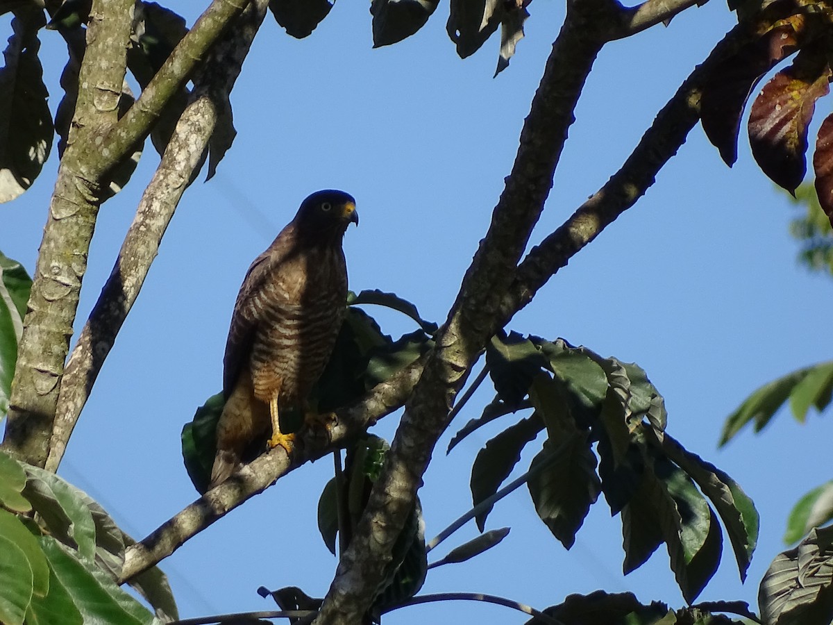 Roadside Hawk - ML620748043