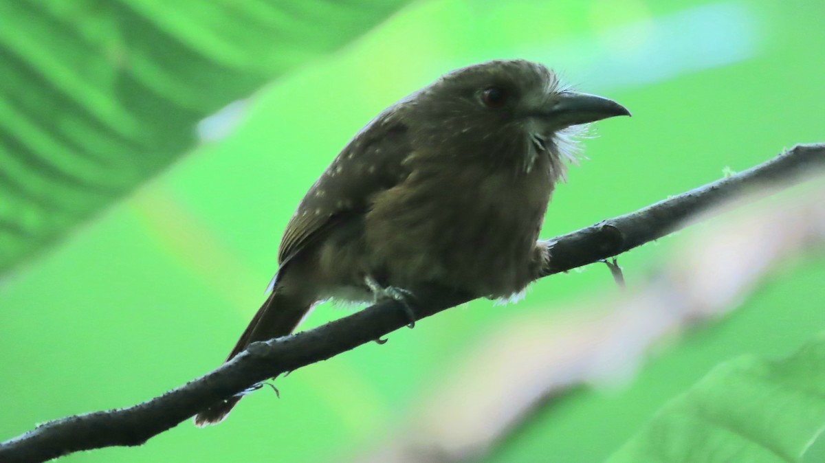 White-whiskered Puffbird - ML620748047