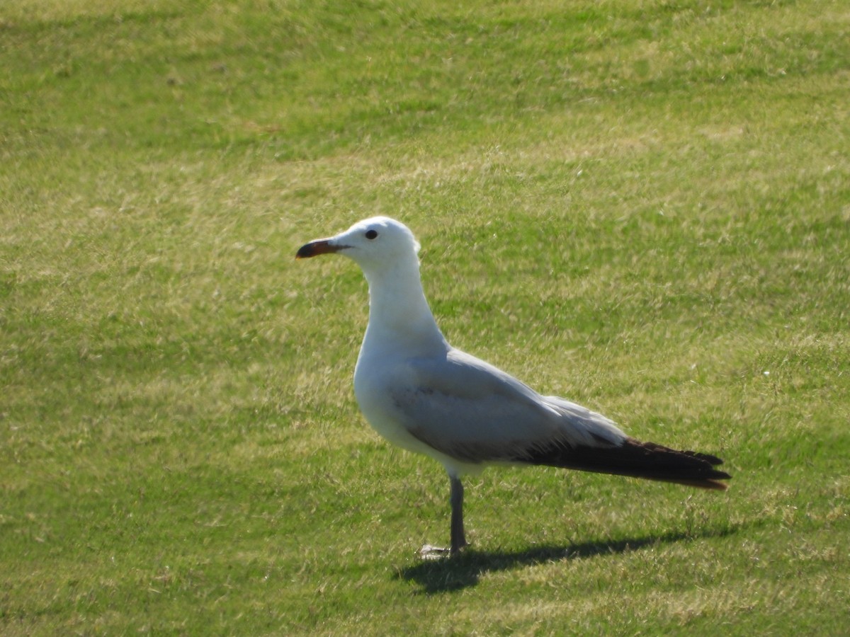 Audouin's Gull - Heather Oxley