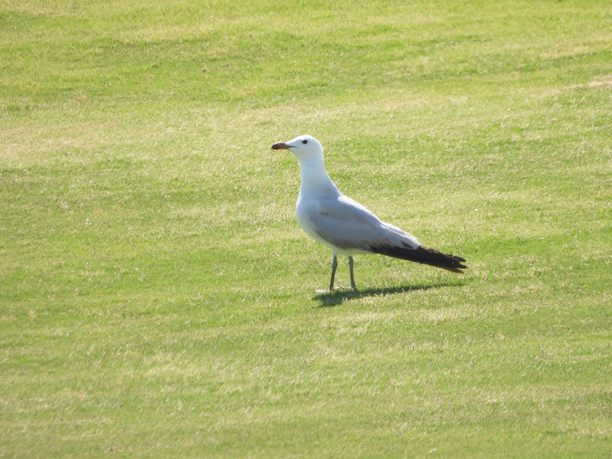 Audouin's Gull - ML620748049