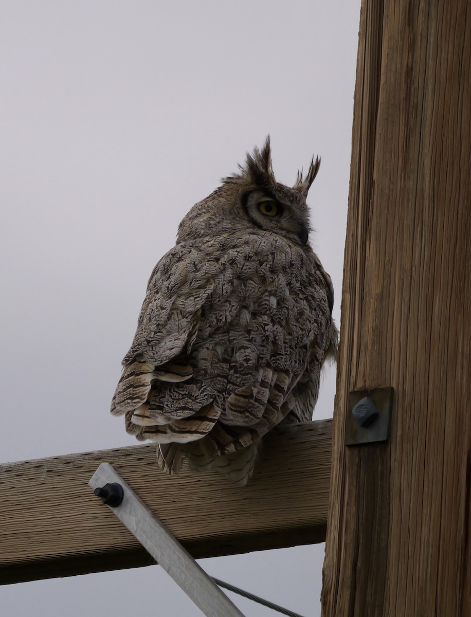 Great Horned Owl - ML620748050