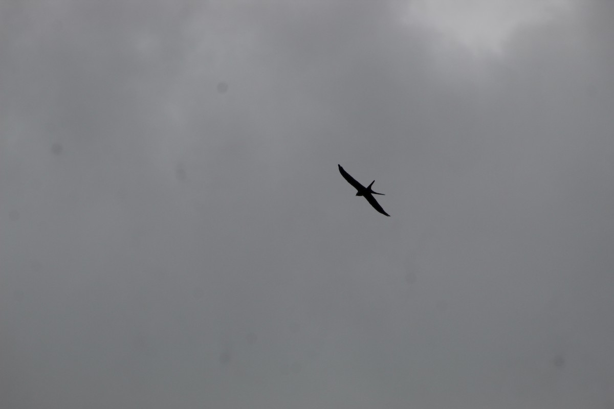 Swallow-tailed Kite - ML620748051