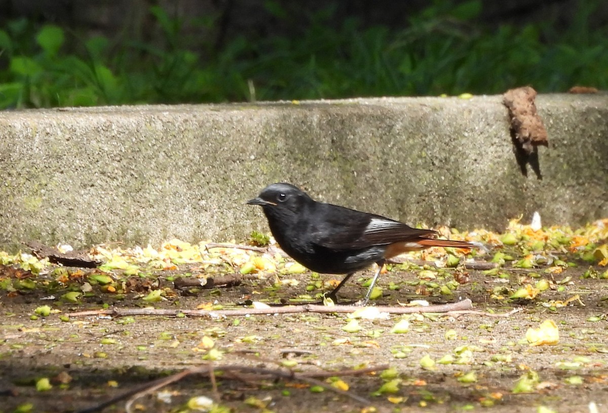 Black Redstart - ML620748062