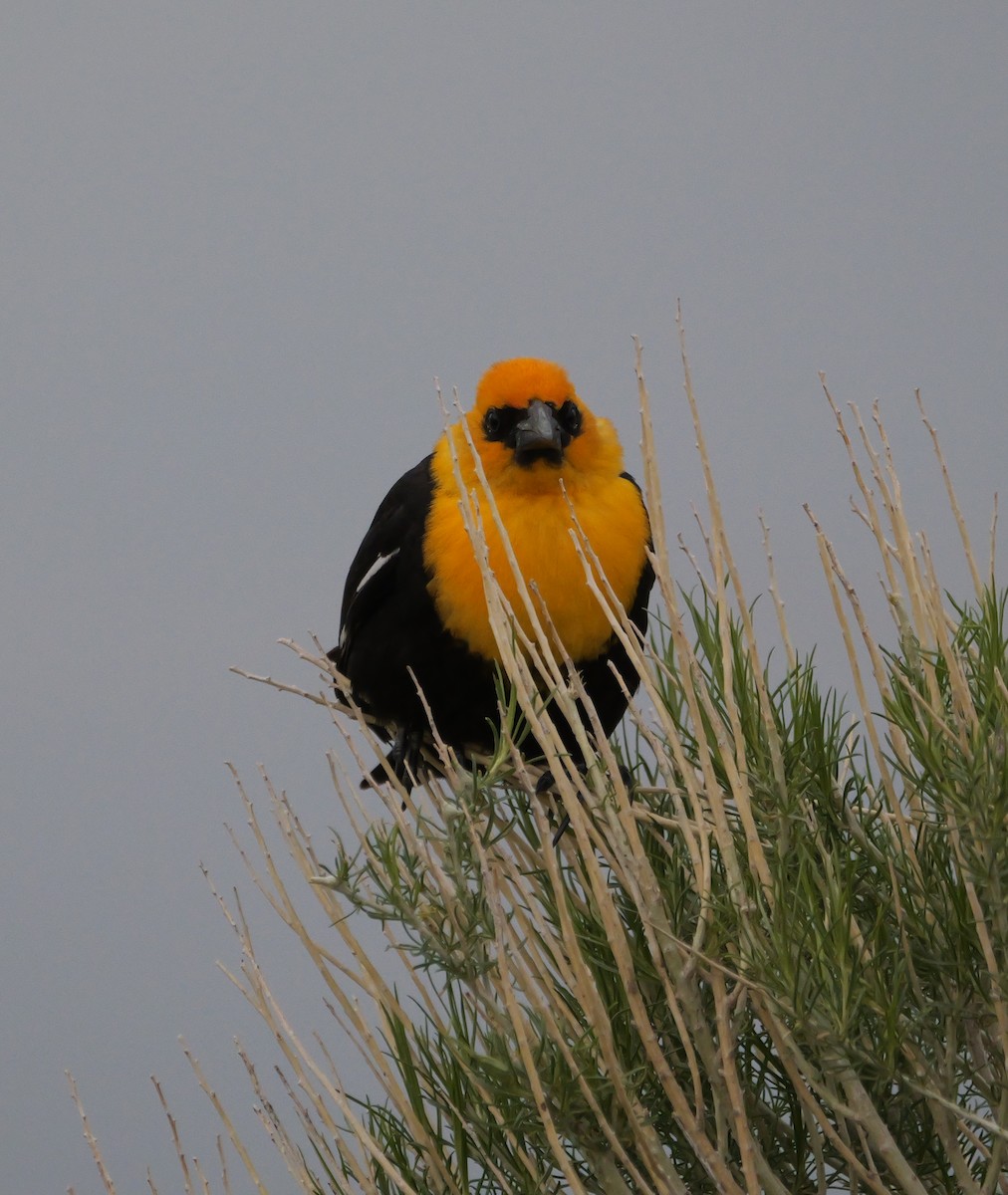 Yellow-headed Blackbird - ML620748064