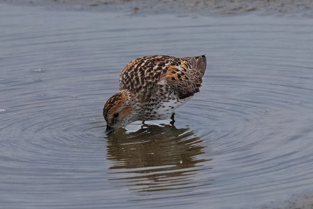 Bergstrandläufer - ML620748065