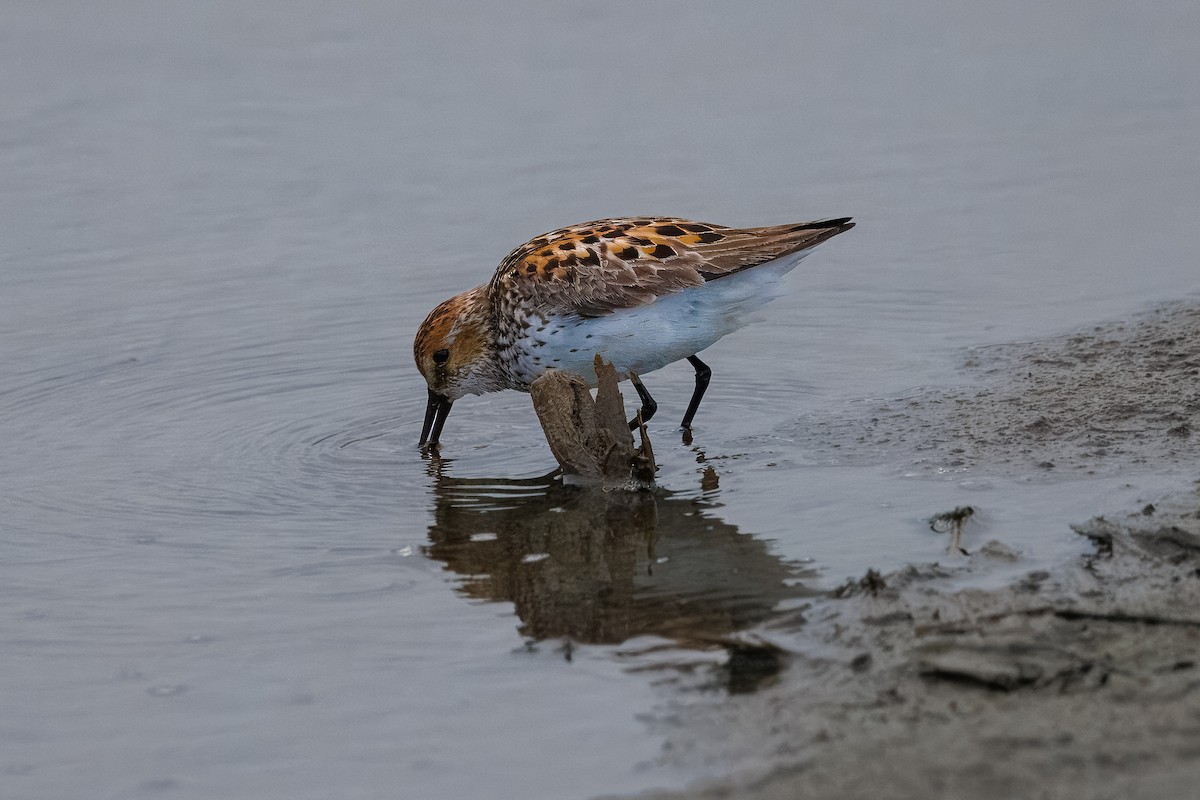 Western Sandpiper - Mason Flint