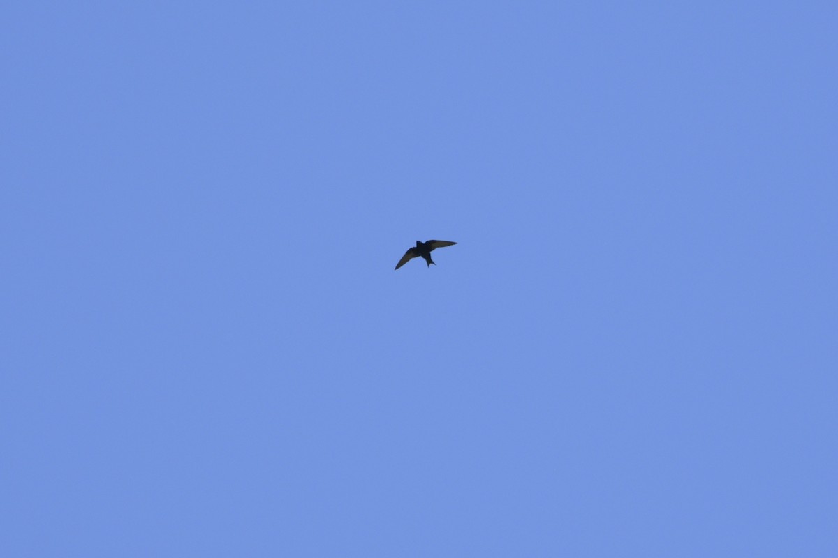 Purple Martin - ML620748068