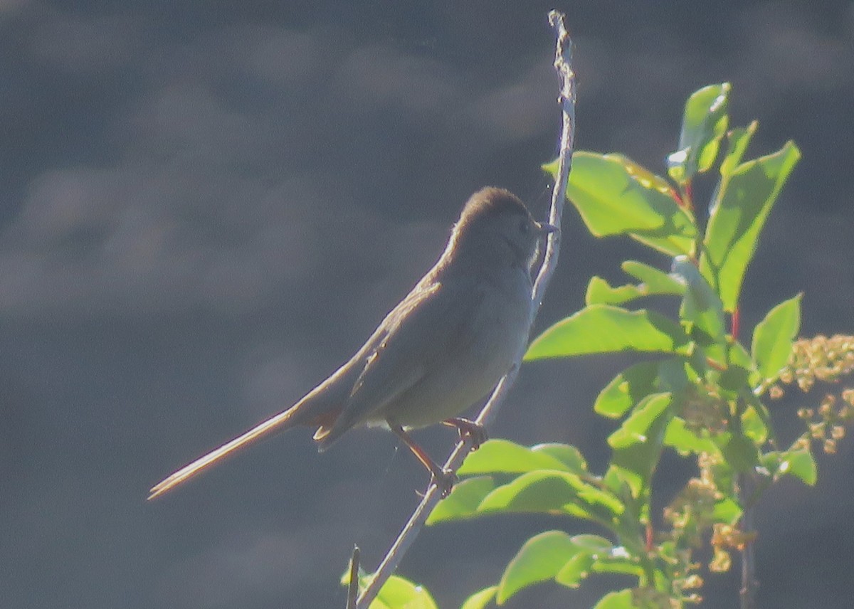 Gray Catbird - ML620748069