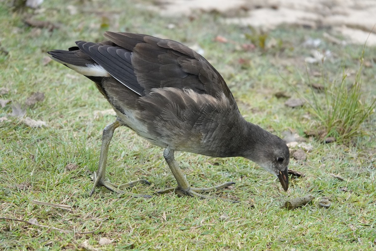 Gallinule poule-d'eau - ML620748070