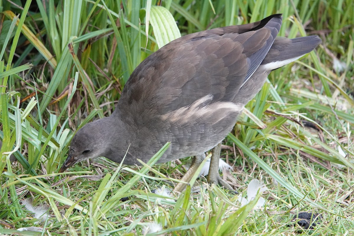 Eurasian Moorhen - Clare O'Neill