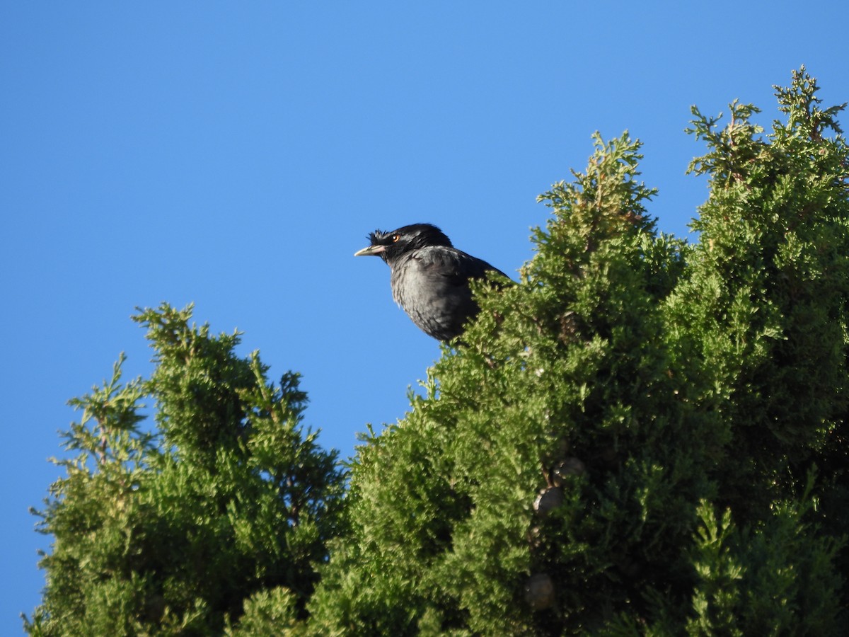 Crested Myna - ML620748074