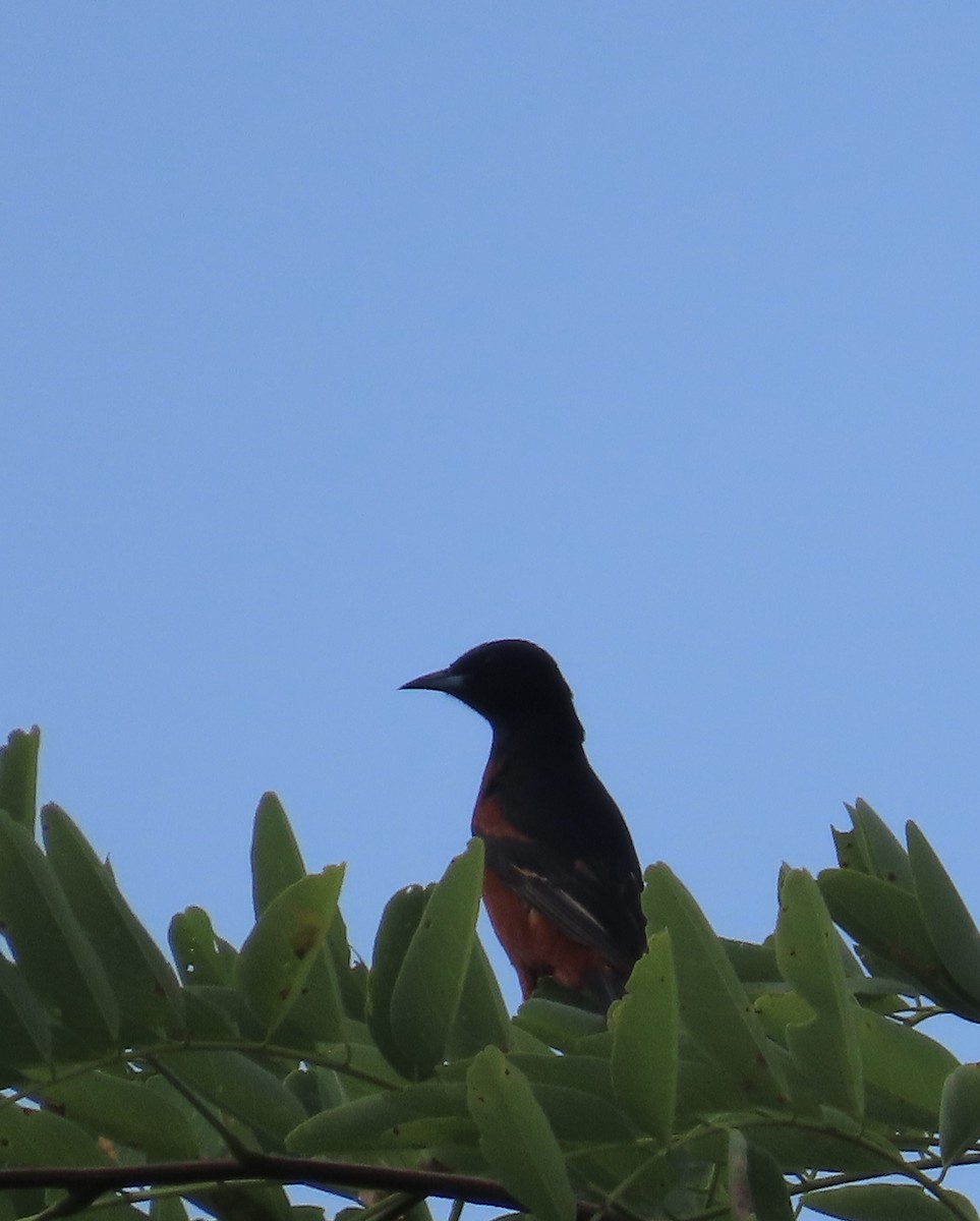 Orchard Oriole - ML620748075