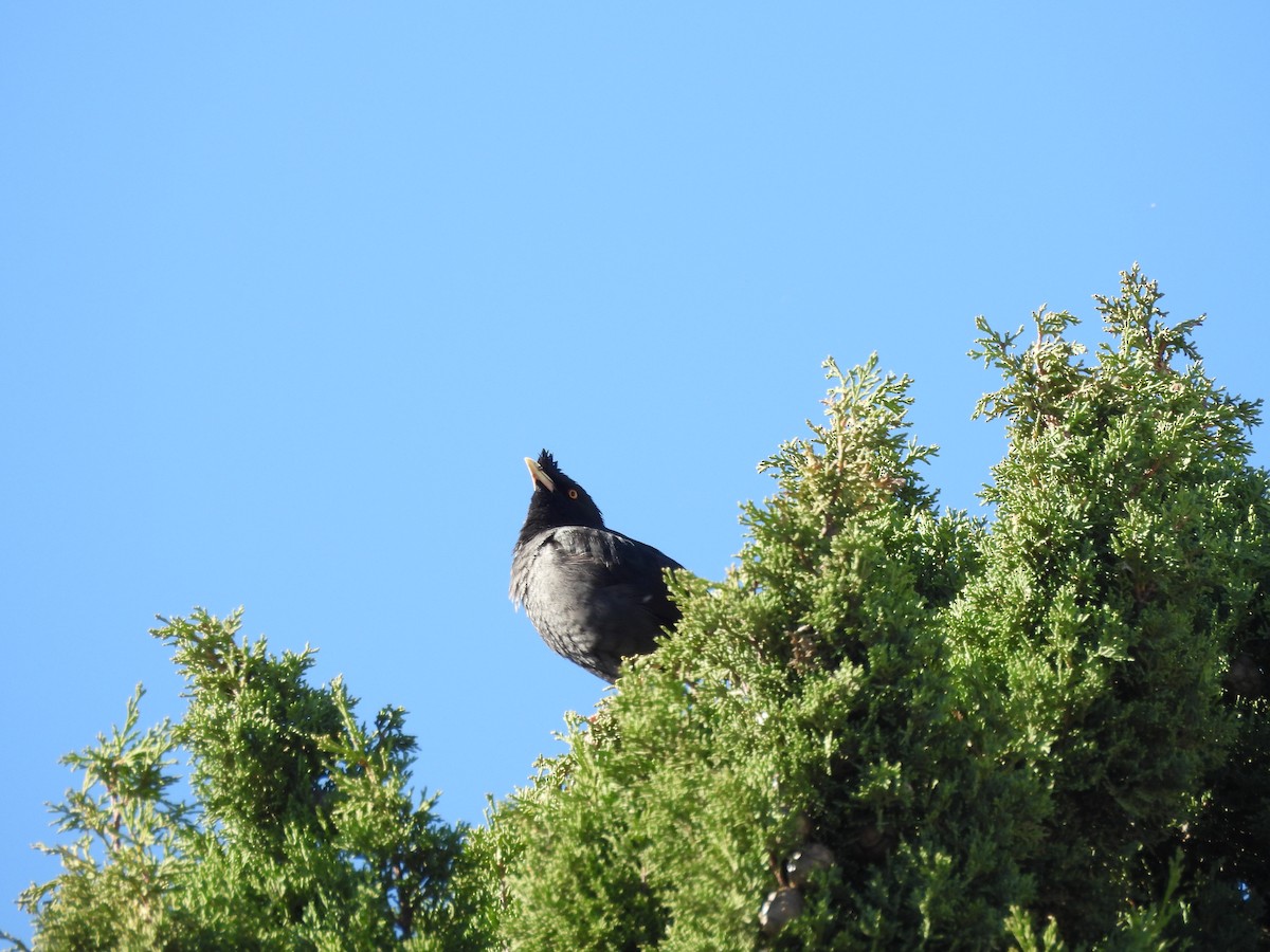 Crested Myna - ML620748076