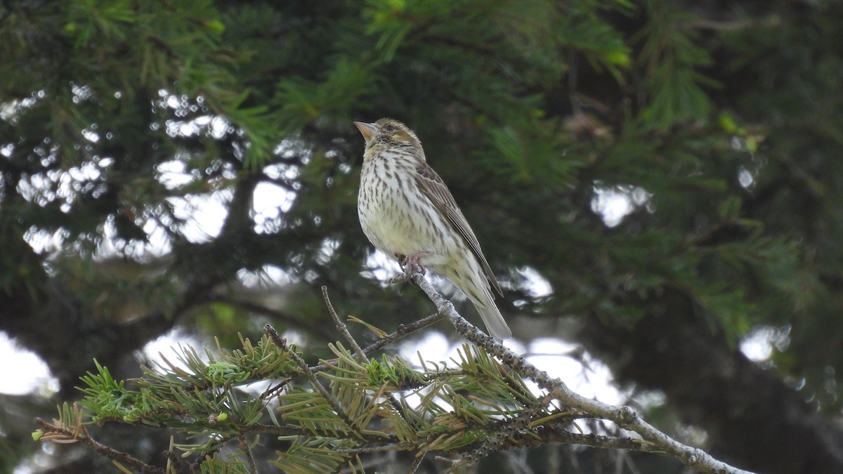 Cassin's Finch - ML620748079