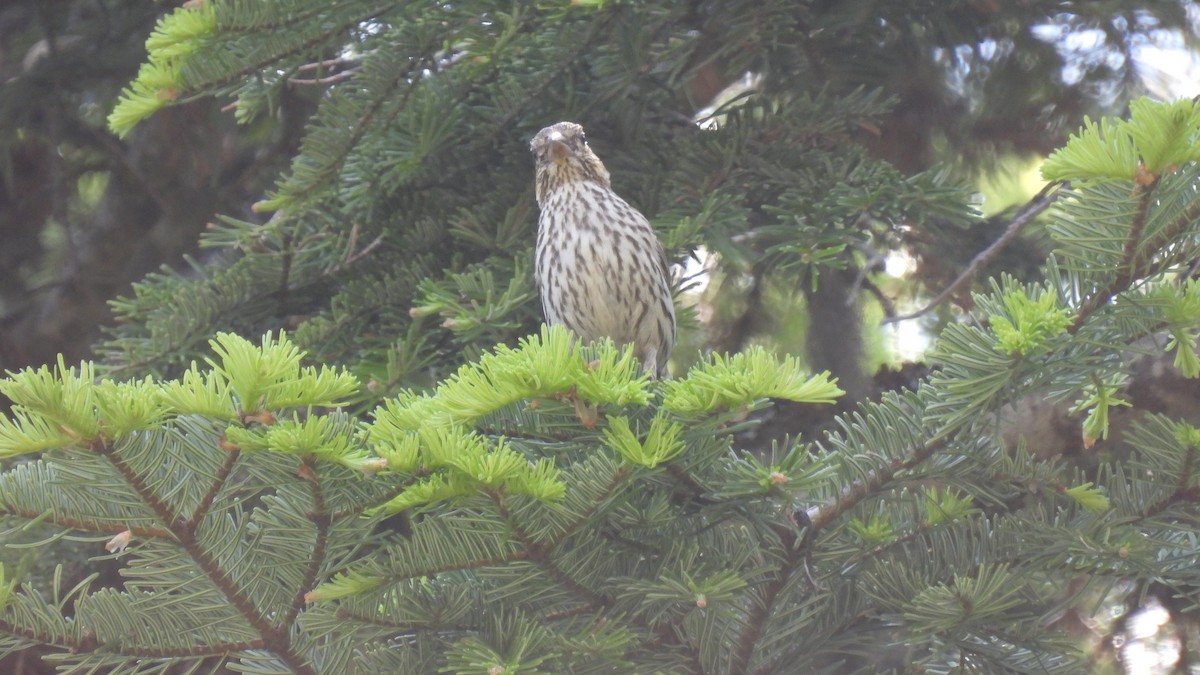 Cassin's Finch - ML620748081