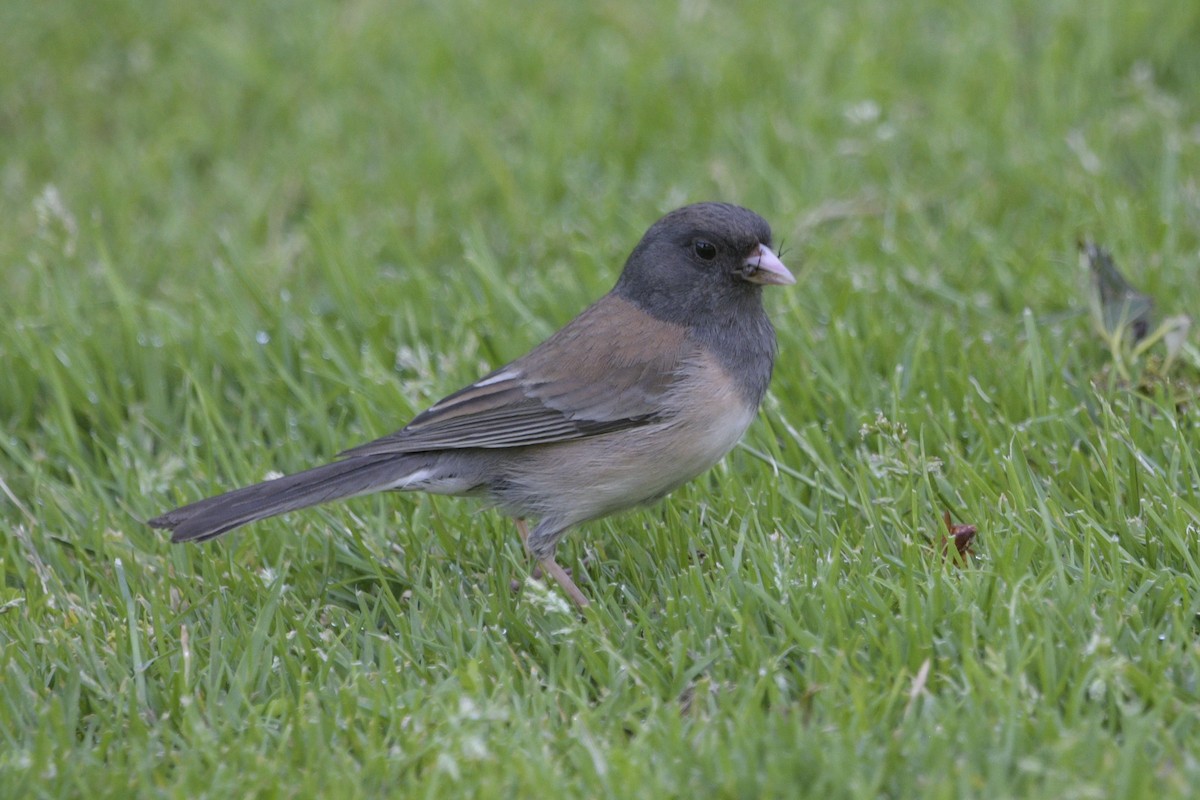 Dark-eyed Junco (Oregon) - ML620748085