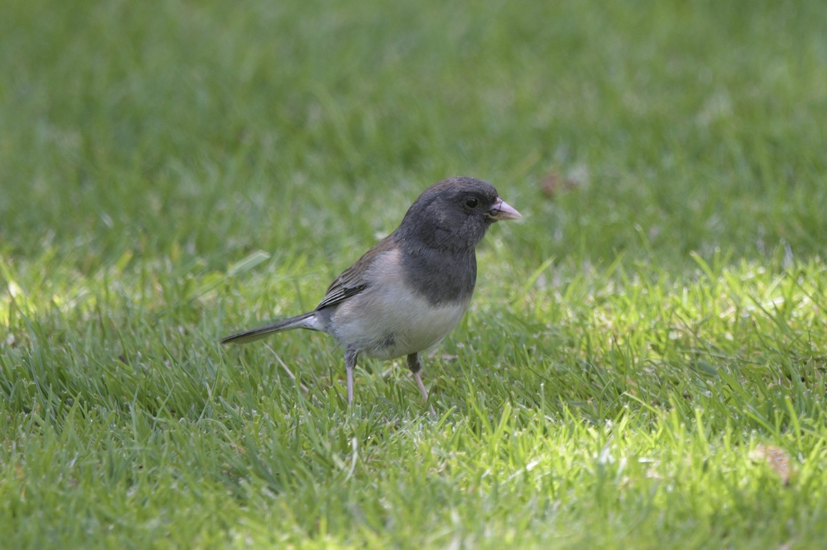 Dark-eyed Junco (Oregon) - ML620748086