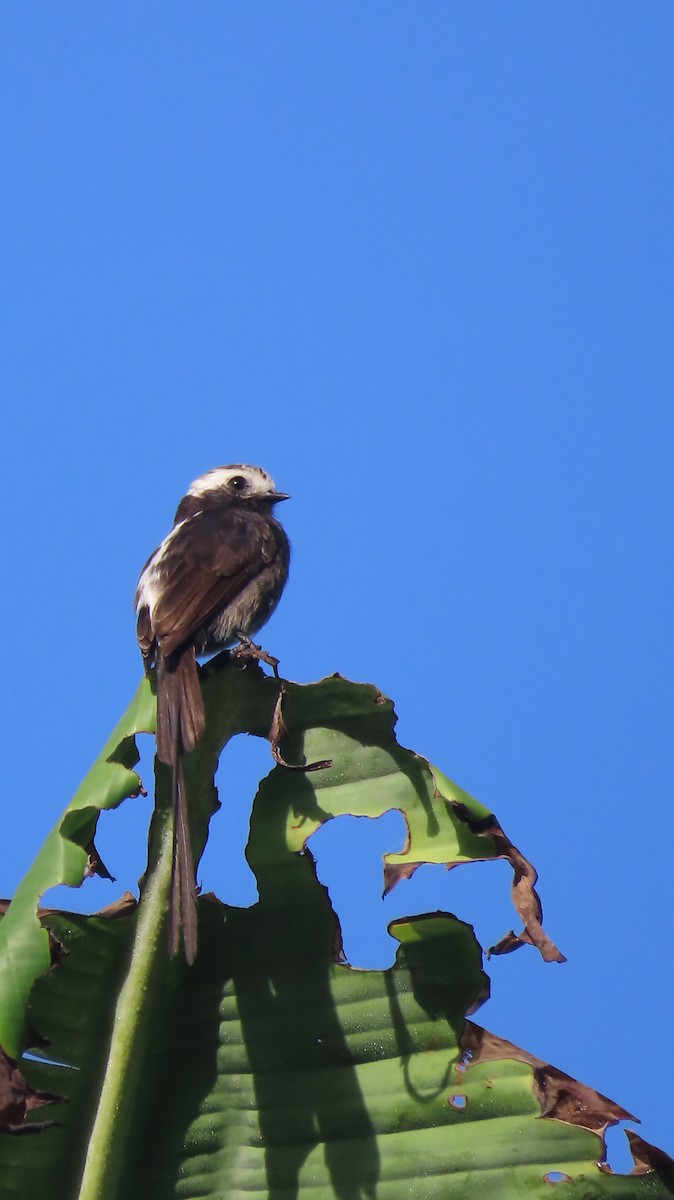 Long-tailed Tyrant - Julio Barquero Elizondo