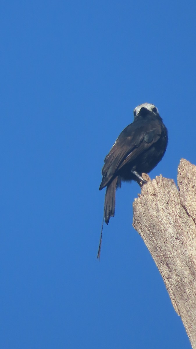 Long-tailed Tyrant - Julio Barquero Elizondo