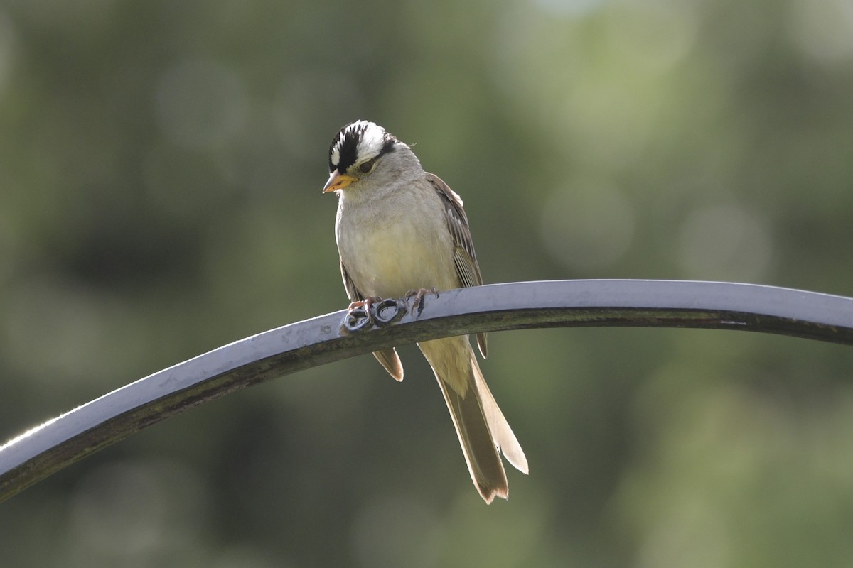 White-crowned Sparrow - ML620748099