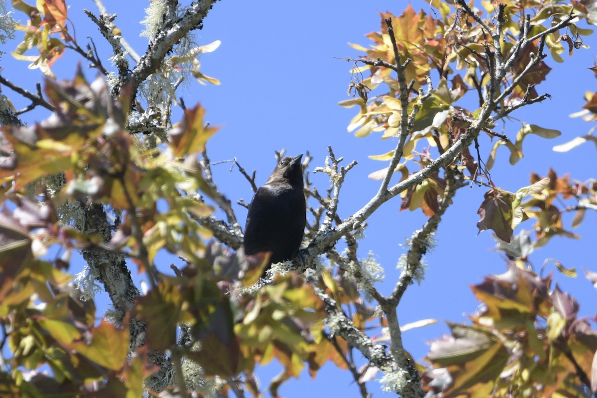 Brown-headed Cowbird - Ian Thomson