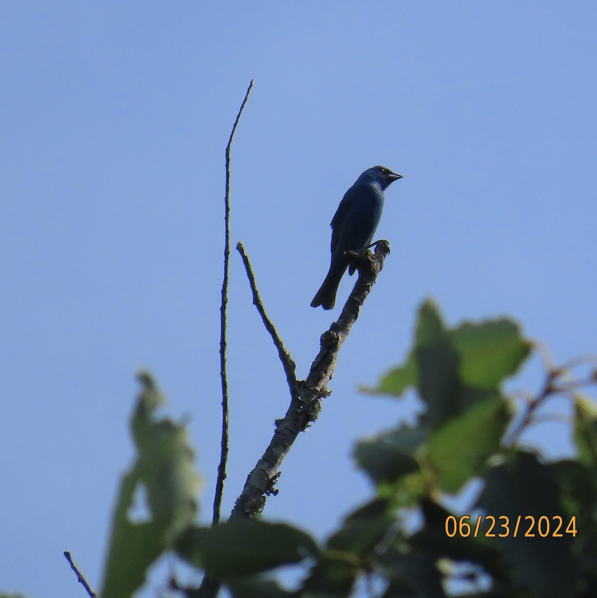 Indigo Bunting - ML620748104