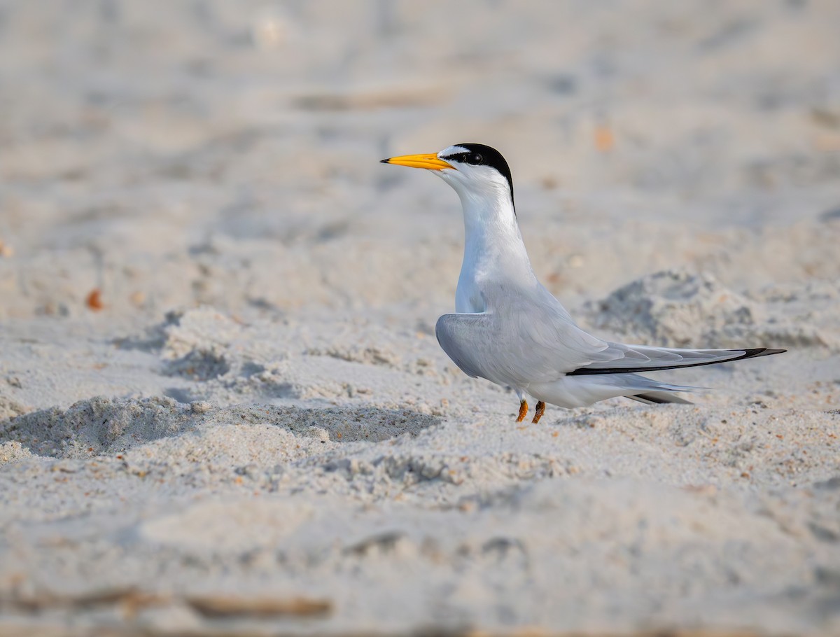 Least Tern - ML620748106