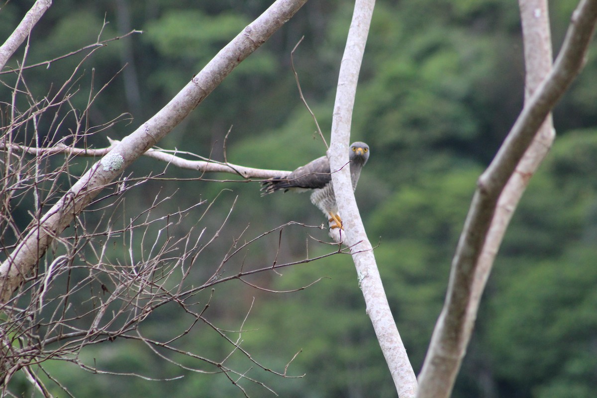 Roadside Hawk - ML620748107