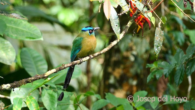 Motmot de Lesson - ML620748110