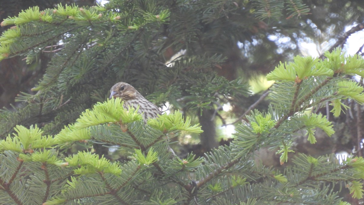 Cassin's Finch - ML620748115