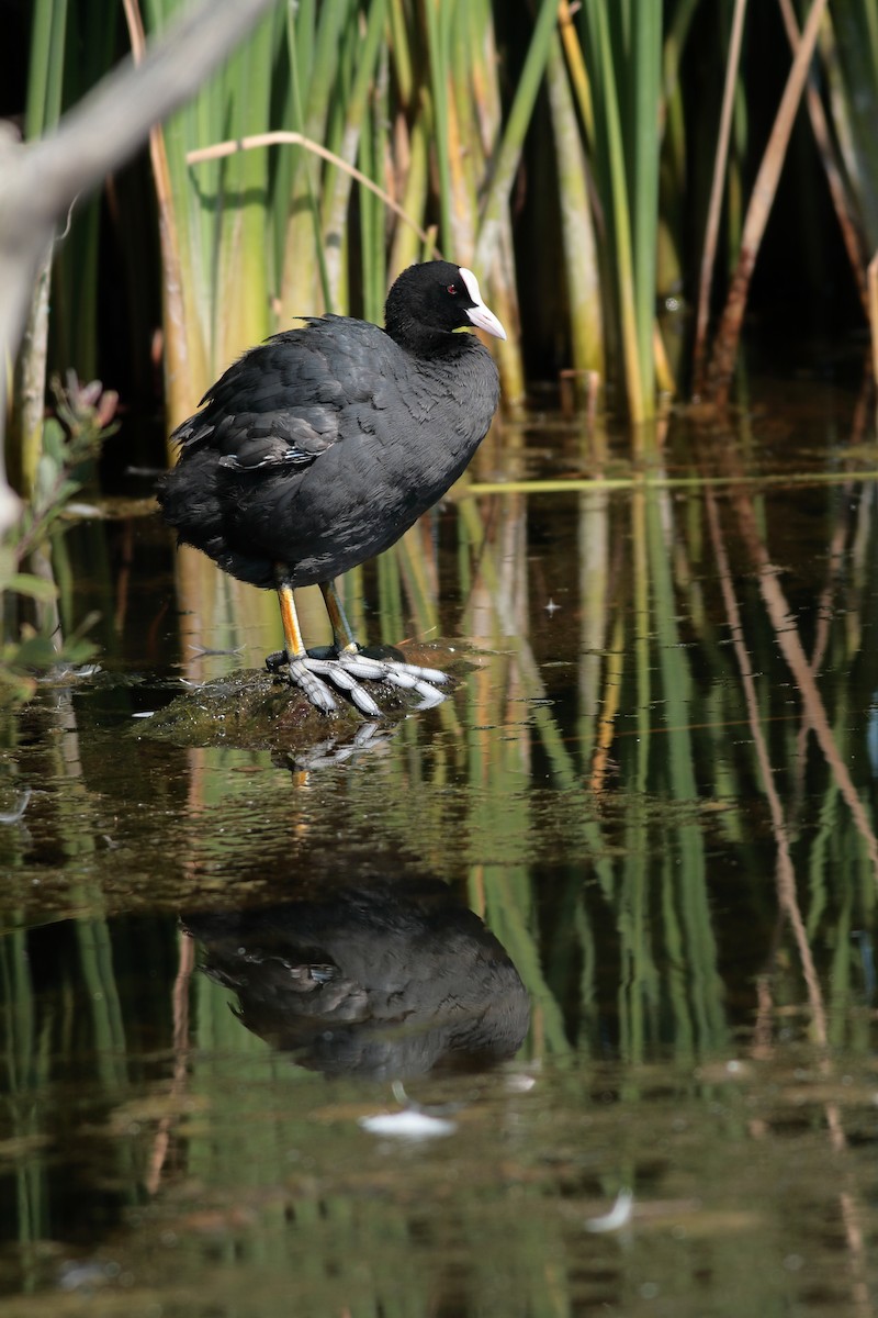 Eurasian Coot - ML620748116