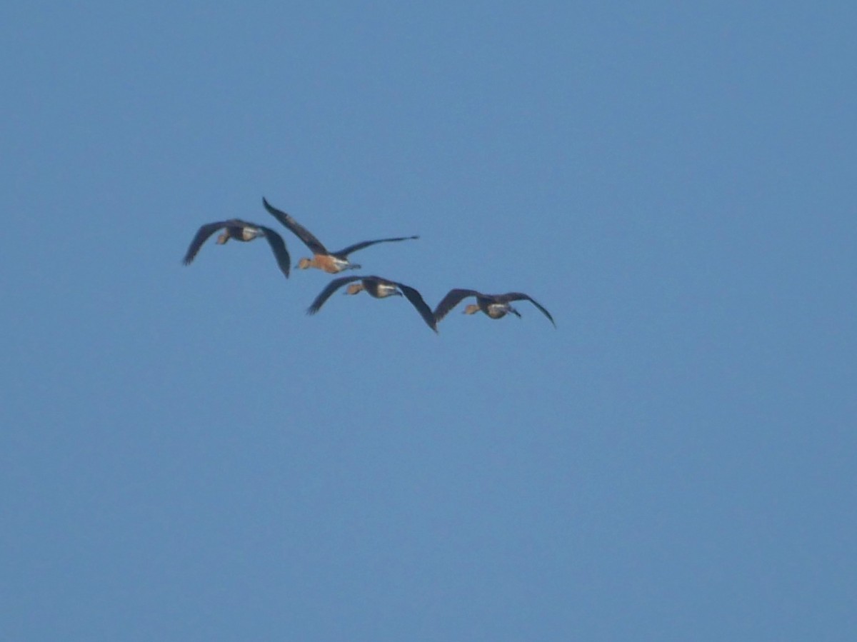 Fulvous Whistling-Duck - ML620748119