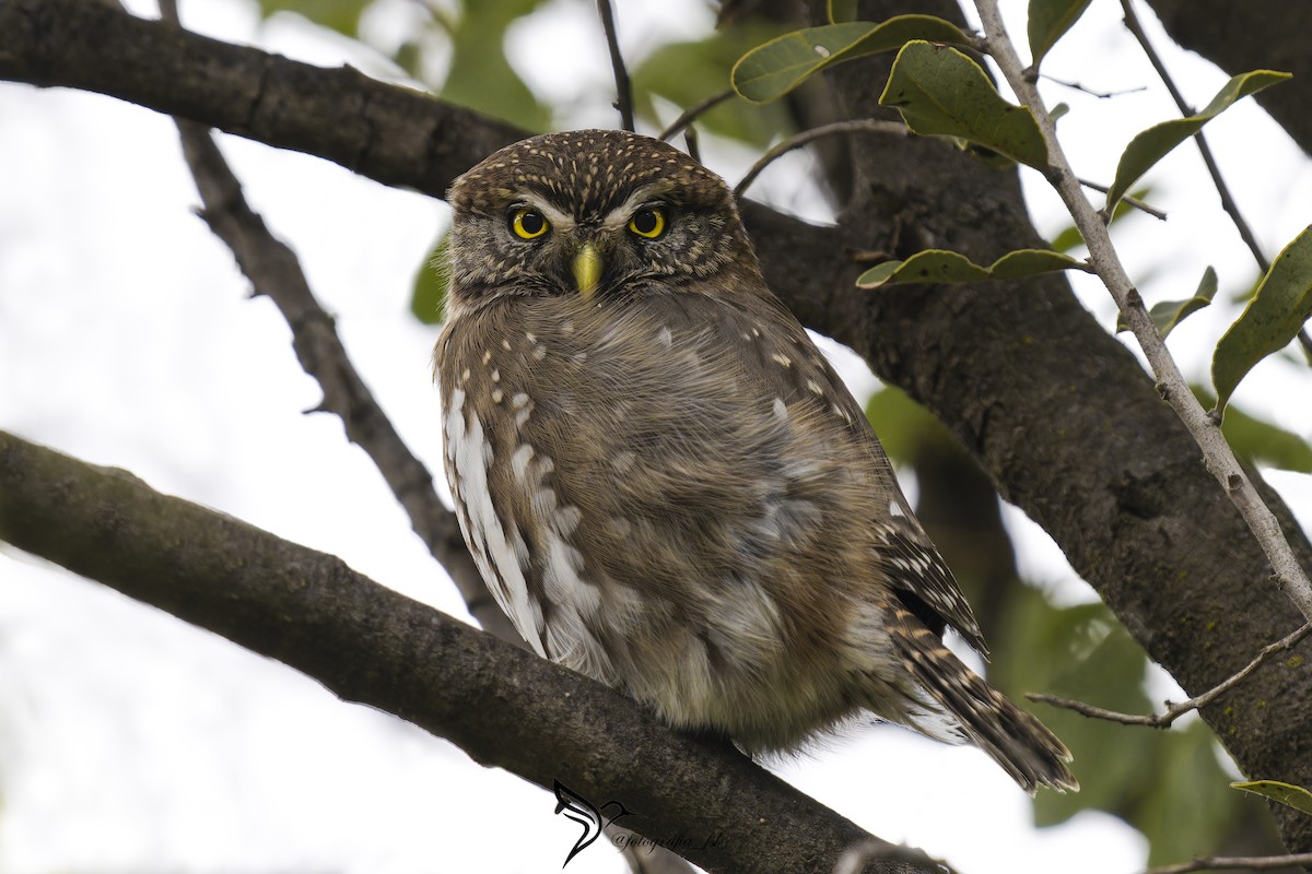 Austral Pygmy-Owl - ML620748127