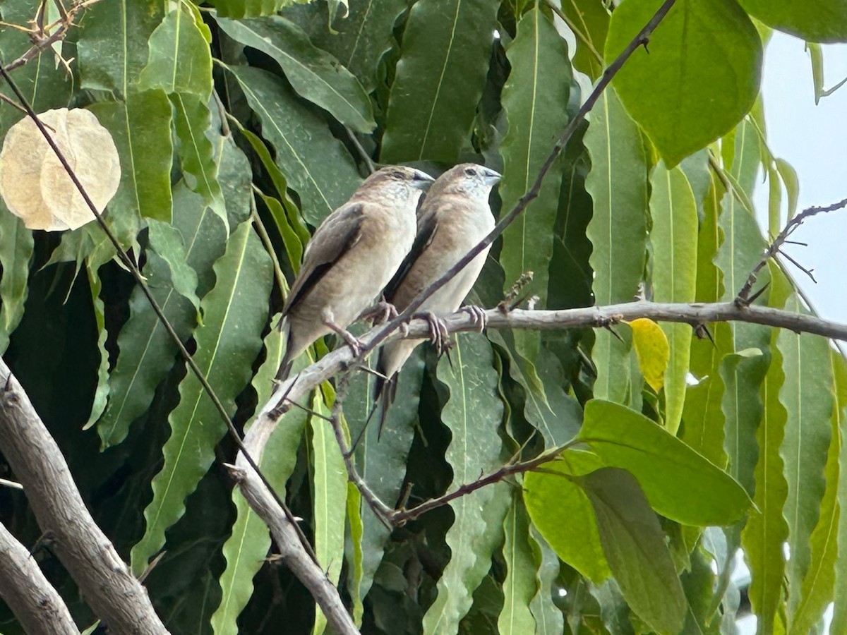 Indian Silverbill - anuj dhull