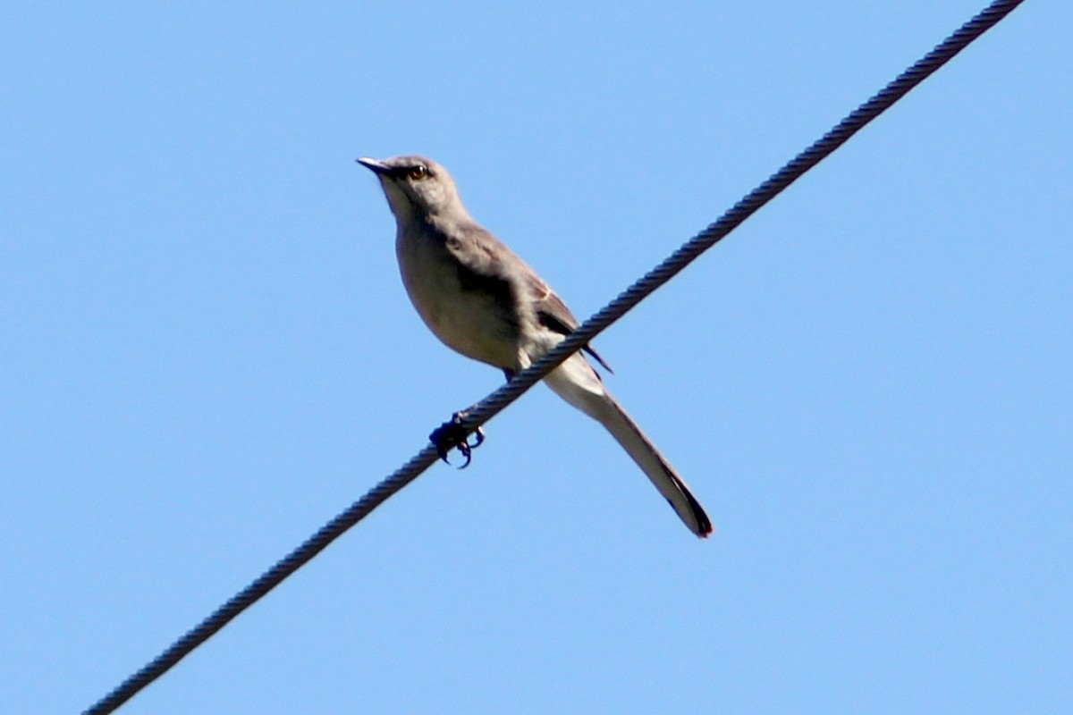 Northern Mockingbird - ML620748140