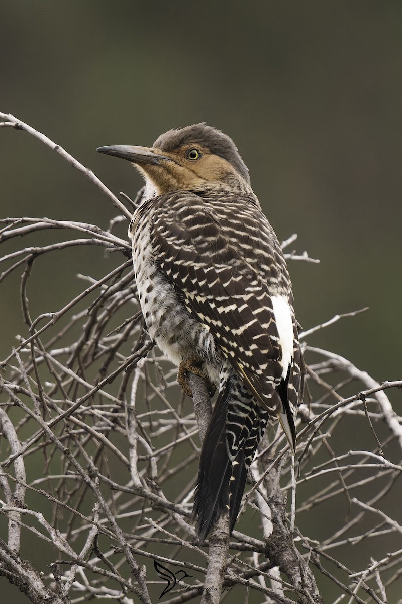 Chilean Flicker - ML620748148