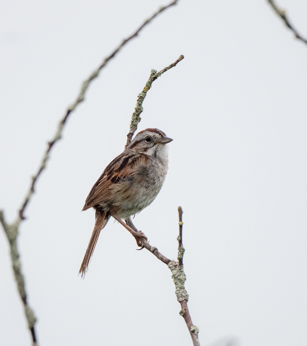 Swamp Sparrow - ML620748153
