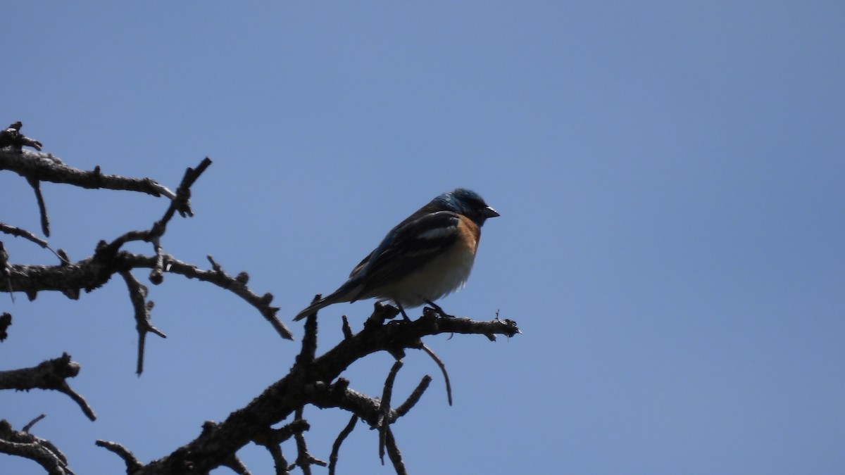 Lazuli Bunting - ML620748157