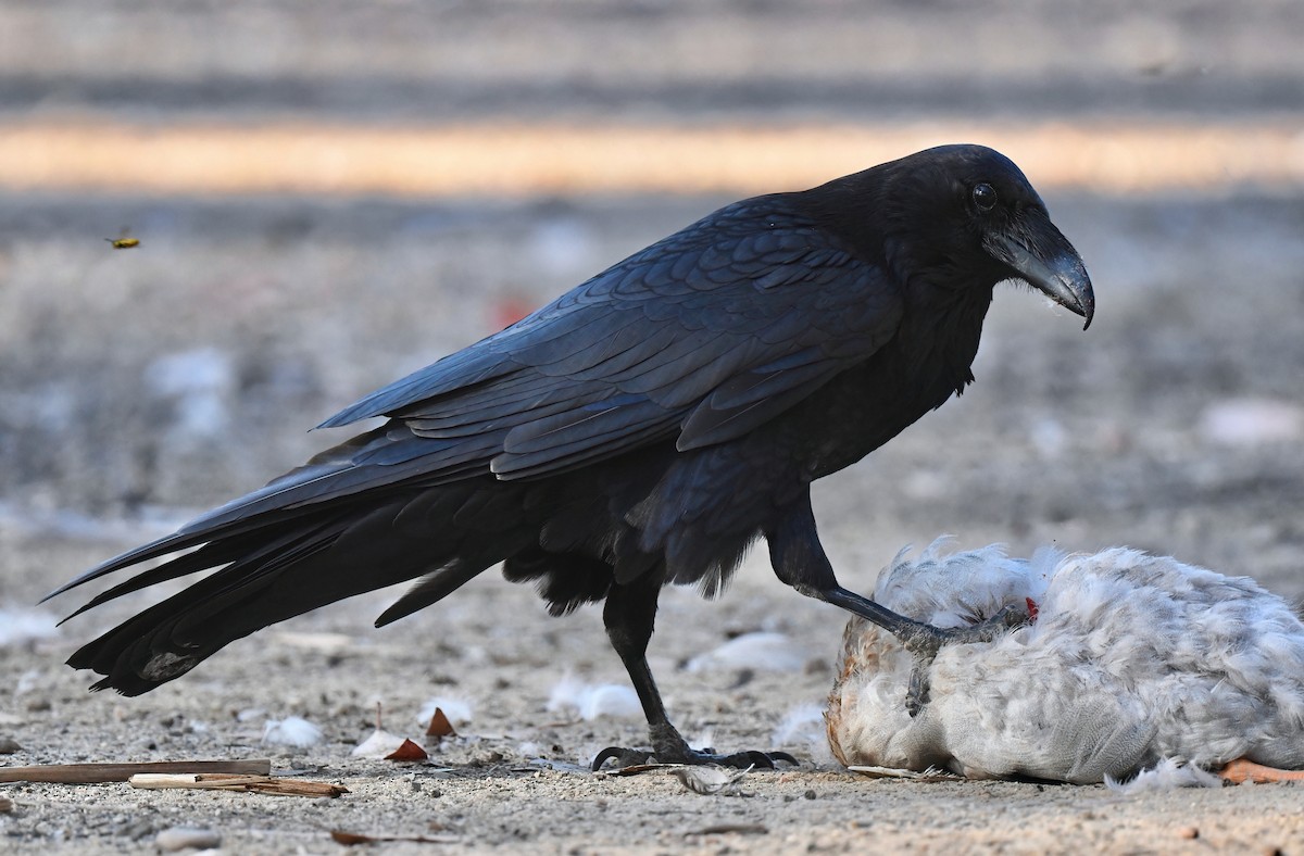 Common Raven - ML620748176