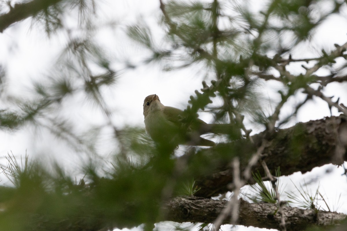 Western Bonelli's Warbler - ML620748177