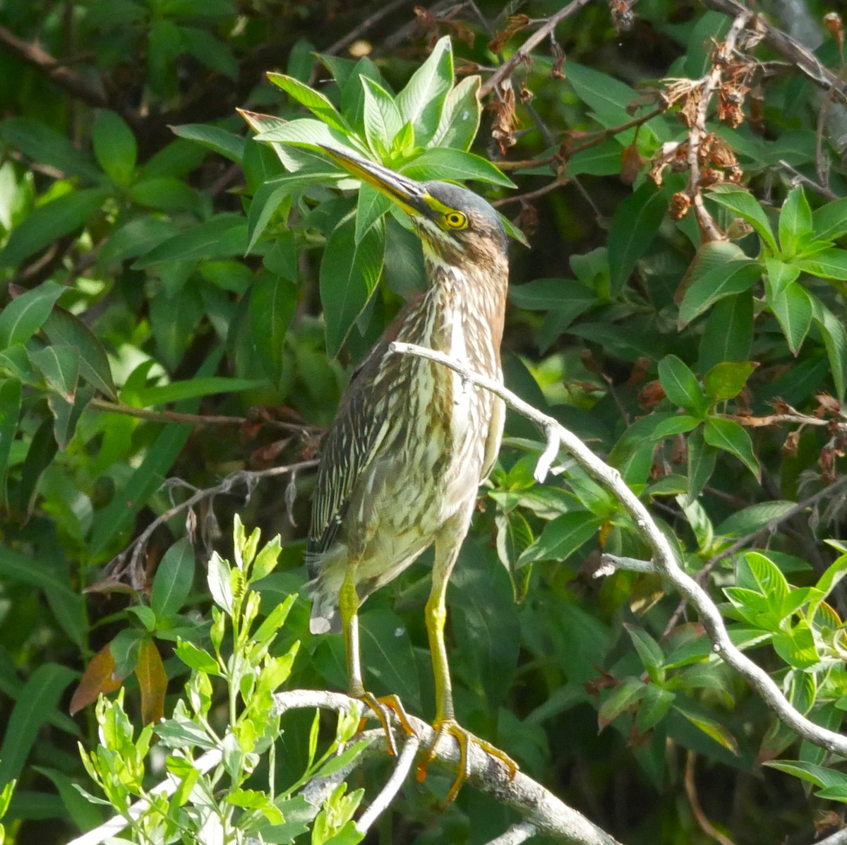 Green Heron - ML620748185