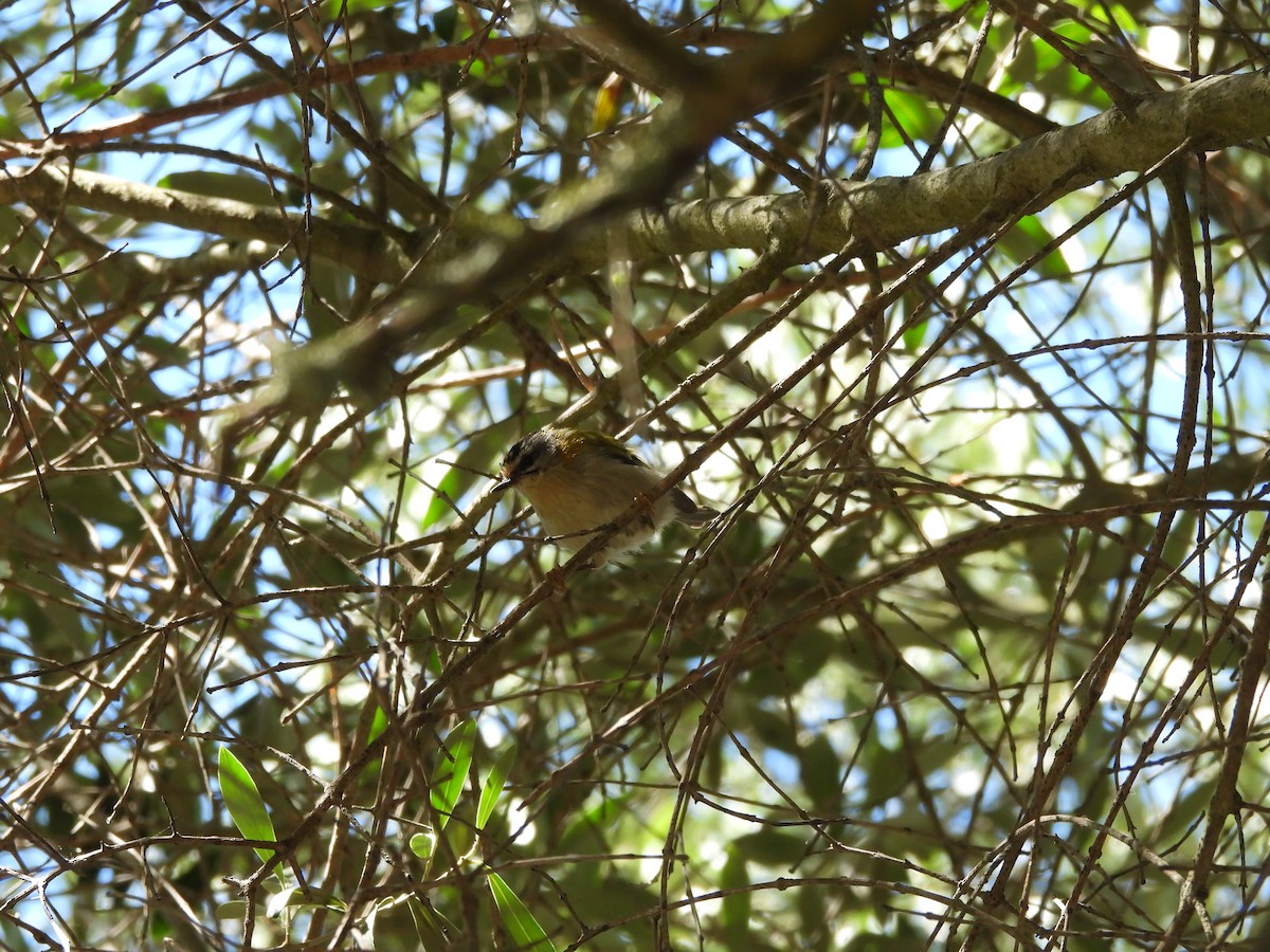 Common Firecrest - ML620748186