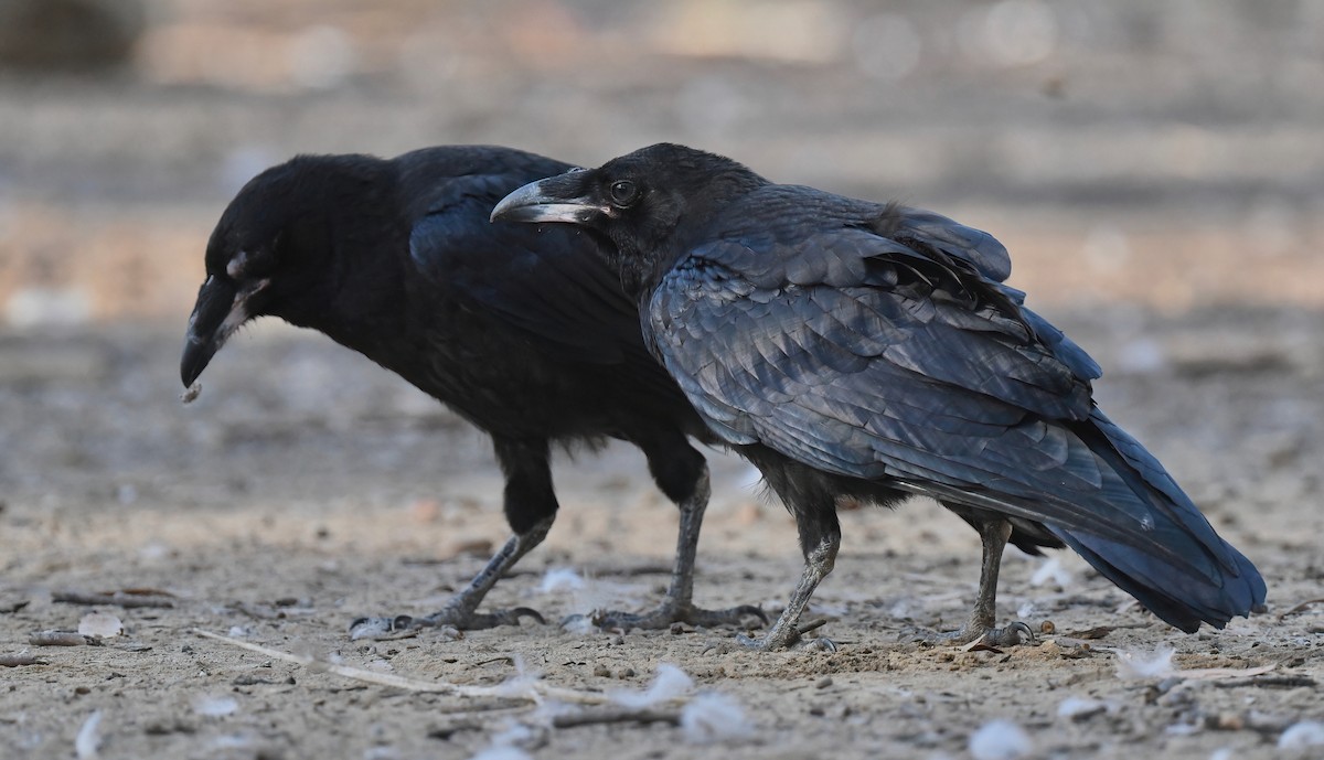 Common Raven - ML620748187