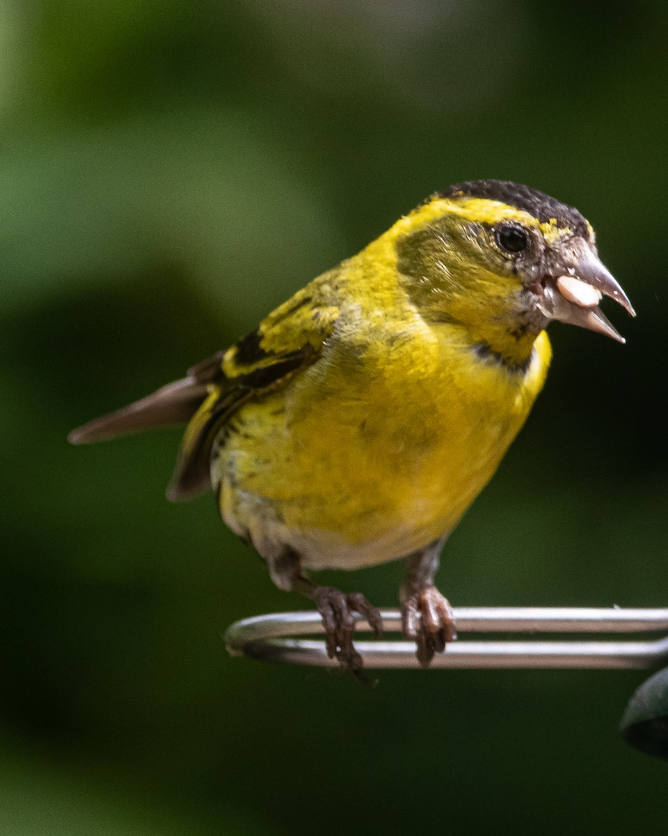 Eurasian Siskin - ML620748188