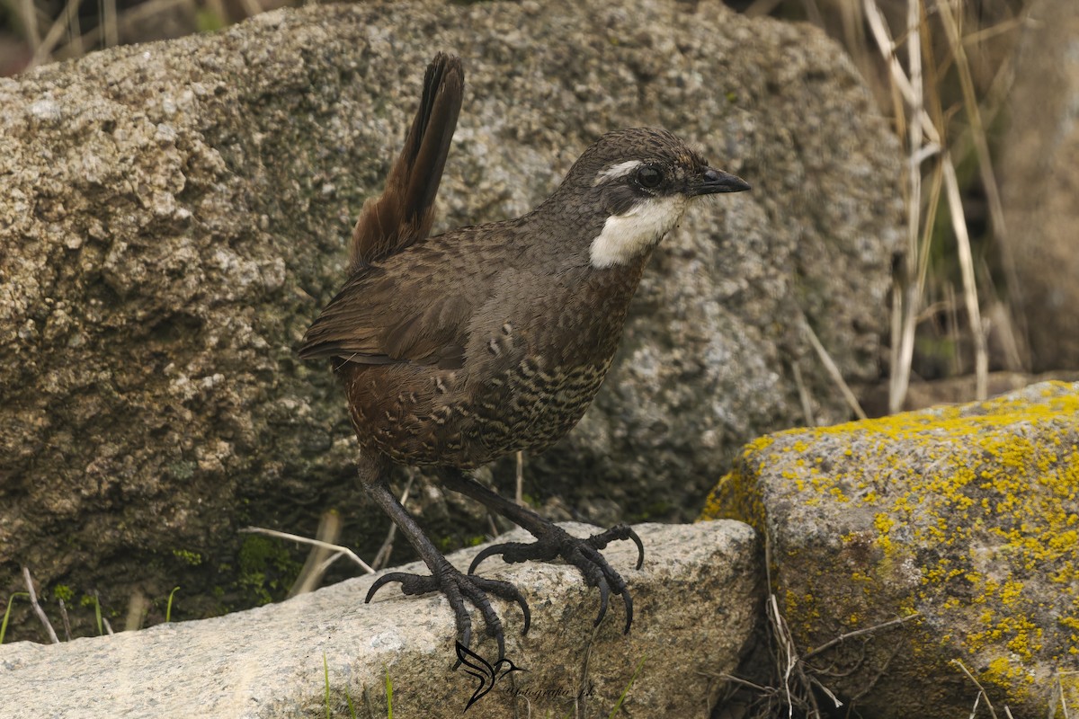 Moustached Turca - ML620748193