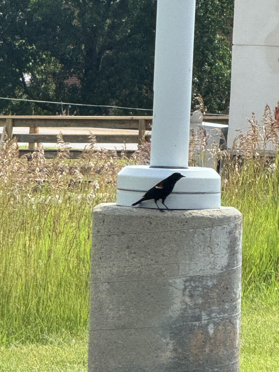 Red-winged Blackbird - ML620748196