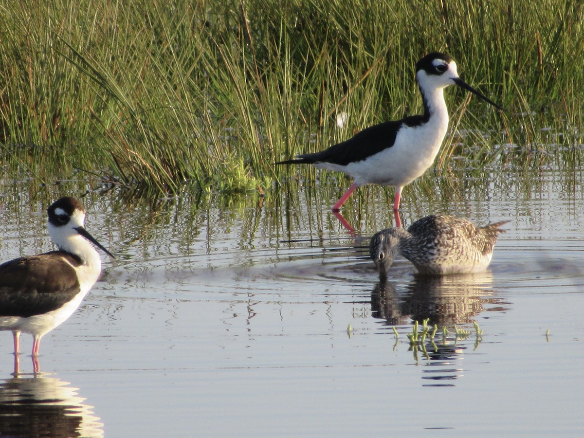 Greater Yellowlegs - ML620748200