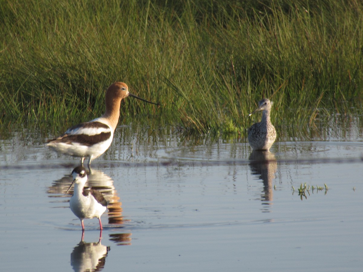 Greater Yellowlegs - ML620748202